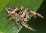 Emerald Jumper Paraphidippus aurantius