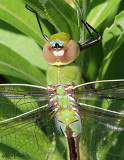 Common Green Darner Anax junius