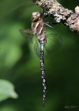 Lance-tipped Darner Aeshna constricta