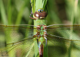 Common Green Darner Anax junius