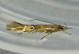 Fernald's Cosmopterix Moth Cosmopterix fernaldella #1496