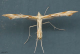 Gillmeria pallidactyla #6107