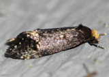 Pelecystola nearctica #0434.1