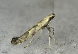 Caloptilia strictella #0640