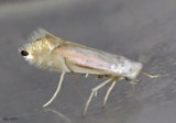 Phyllonorycter quercialbella #0785