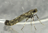 Caloptilia strictella #0640