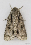 Speared Dagger Moth Acronicta hasta #9229