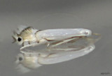 Phyllonorycter clemensella #0744