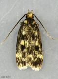 Martyringa latipennis #1065