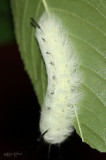 Spotted Apatelodes - Apatelodes torrefacta