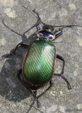 beetles