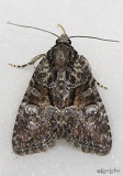 Neoligia lancea #9413.5