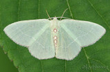 Red-fringed Emerald Moth Nemoria bistriaria #7046