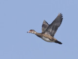 en_vol__in_flight