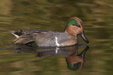 oiseaux_aquatiques