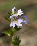 fleurs__flowers
