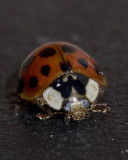 macros