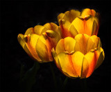 Spring Gold