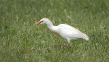 Cattle Egret
