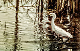 Great American Egret on the Hunt