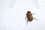June Bug in July