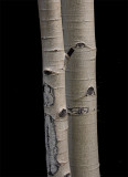 Aspen