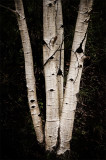 Colorado Aspen