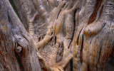 Art of the Juniper