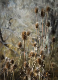 Marsh Teasel