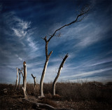 The Bones