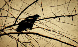 The Crow's Call