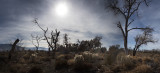 The Bosque