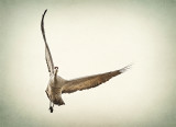 Free Wheeling Flight