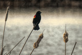Vigil of the Pond Prince