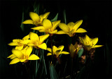 The Song of Springtime