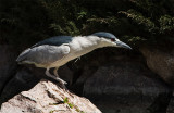 Black Crowned Night Heron
