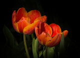 Richness of Spring