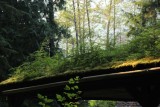 Carbon River Forest and Valley 2018
