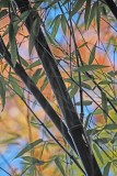 2018 Fall Bamboo