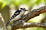 Woodpeckers