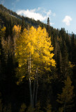 Fall in Little Cottonwood Canyon, Utah