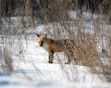 Foxes