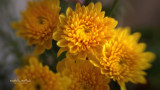 Soul-flowers