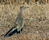 Greater Roadrunner