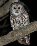 Barred Owl