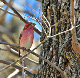 Purple Finch