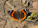 Red Admiral