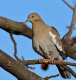 White-winged Dove