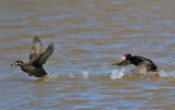 Surf Scoters