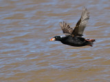 Surf Scoter